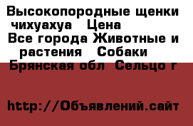 Высокопородные щенки чихуахуа › Цена ­ 25 000 - Все города Животные и растения » Собаки   . Брянская обл.,Сельцо г.